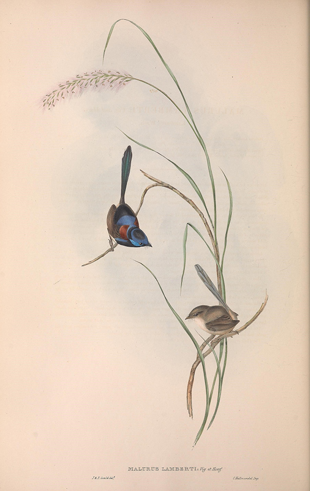 A print of a Variegated by John Gould.